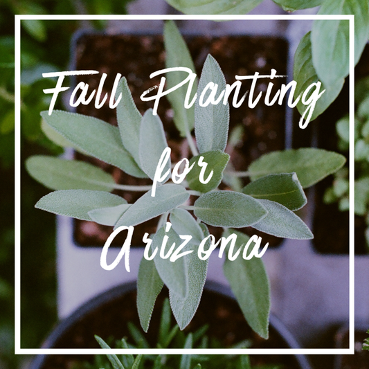 Fall Garden Planting Arizona